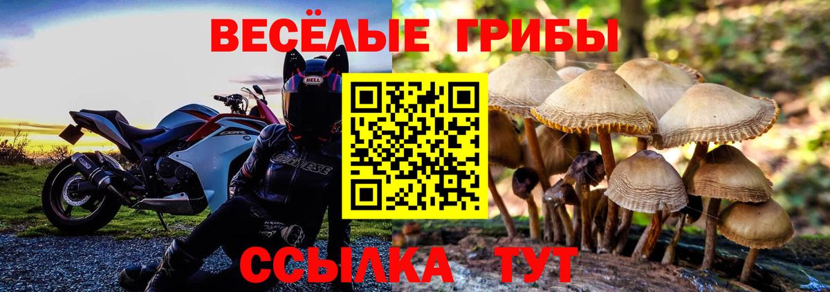 Выборг  Псилоцибиновые грибы Psilocybe  Вход с VPN 